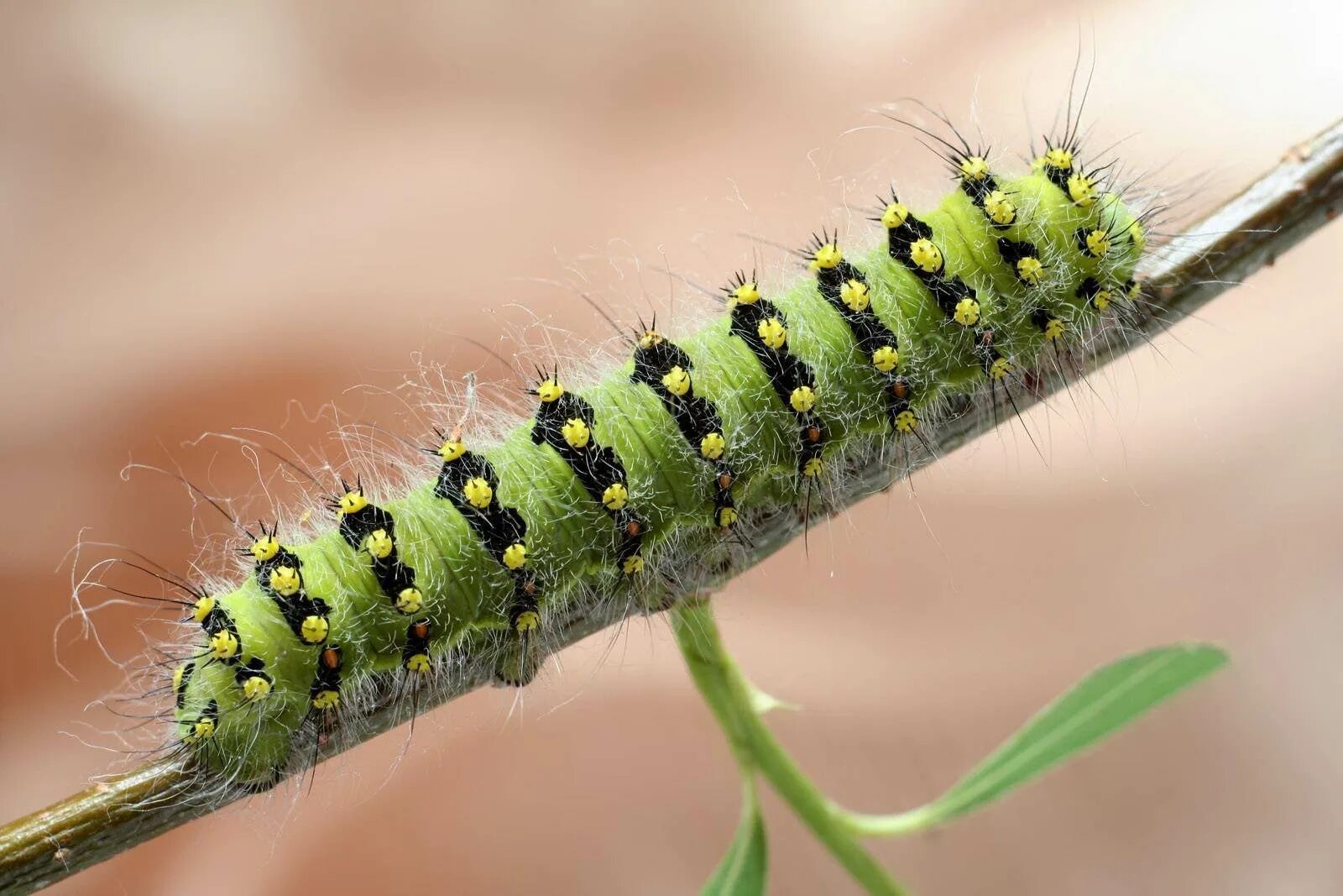 Saturnia (Eudia) Pavonia гусеница. Гусеница бабочки Сатурнии. Saturnia Pavonia гусеница бабочка. Ночной павлиний глаз бабочка и гусеница. Гусеница бабочки 7