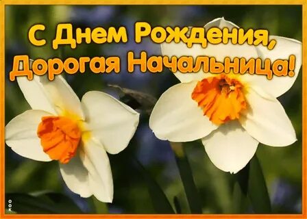 Начальница с днем рождения картинки поздравления