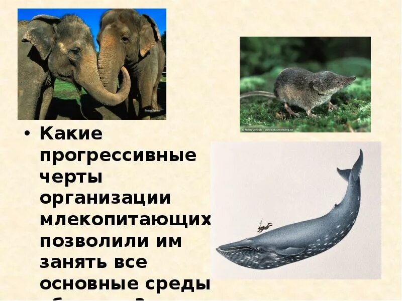 Какими прогрессивными чертами обладают покровы млекопитающих. Прогрессивные черты класса млекопитающих. класс млекопитающие общая характеристика. основные черты млекопитающих.