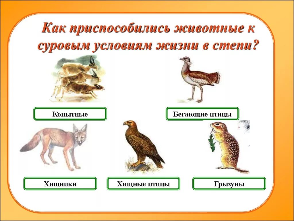 Как животные приспосабливаются. Условия приспособления животных в степи. Как животные приспособились к жизни в степи. Как приспособились животные в степи.