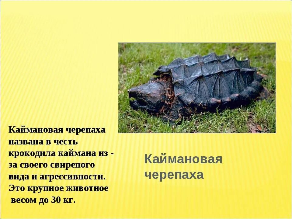 Как дышат черепахи. Каймановая черепаха характеристика. каймановая черепаха презентация. сообщение о каймановой черепахе. описание каймановой черепахи.