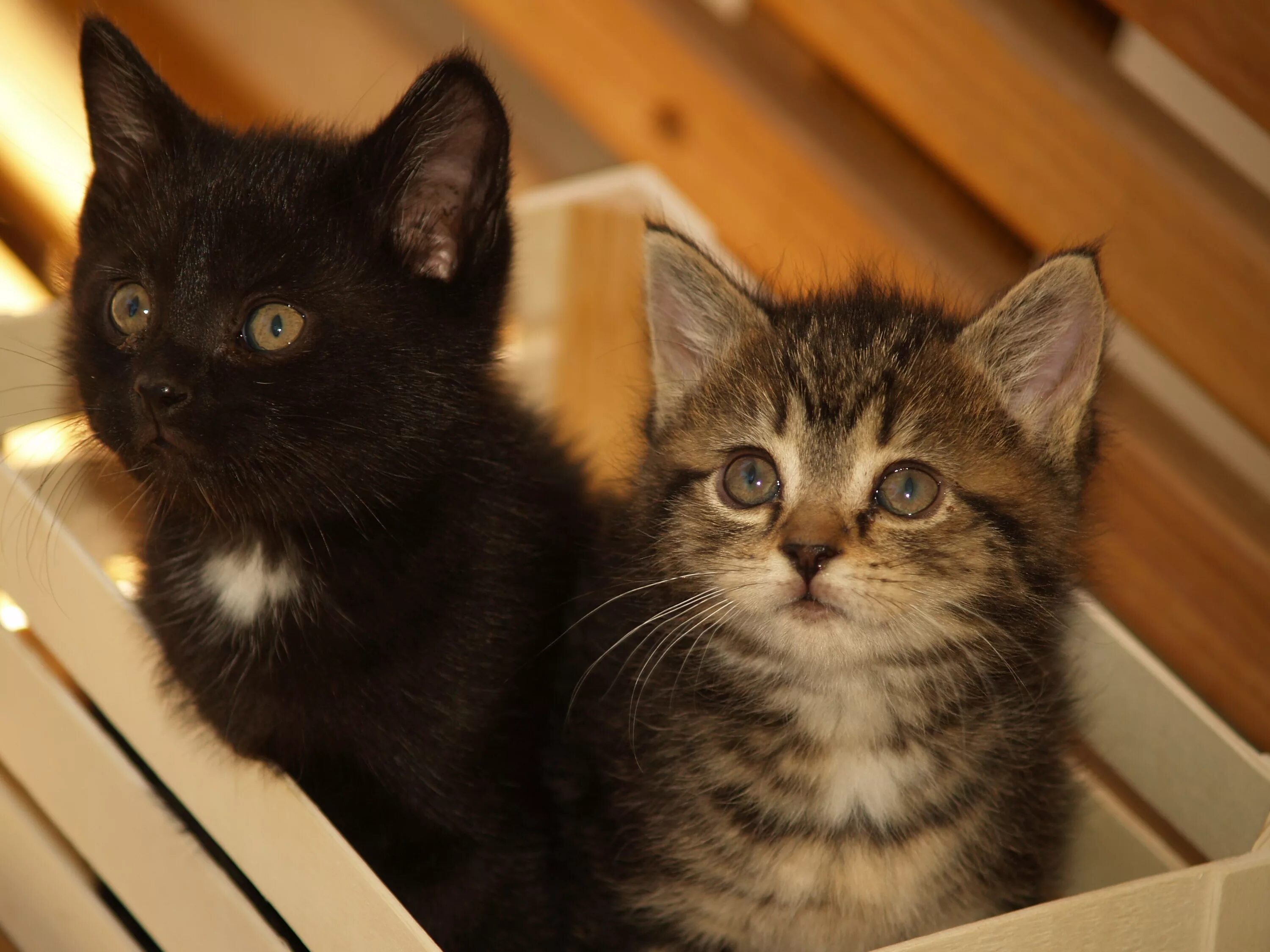 Какую кошку зовут. Котята зовут. Три котика. Кошка зовут. Смешные котята.