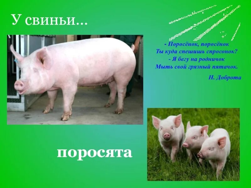 Слайд со свиньей. Свинья с поросятами в грязи. Грязный пятачок. Милая грязная свинка. Слайд со свиньей.