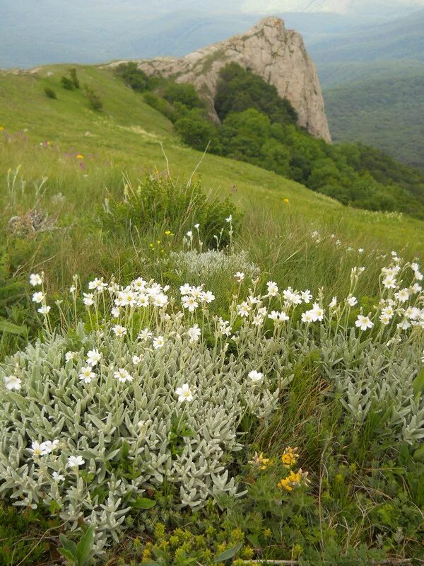 Крымские степи и крымские горы. Растительный мир горного Крыма Крыма. Ясколка(Эдельвейс). Растительность крымских гор яйла. Травянистые растения горного Крыма.