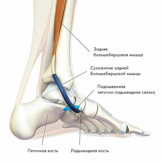 Болит нога кость большая. Тендинит сухожилия большеберцовой мышцы. Сухожилие большеберцовой мышцы анатомия. Задняя большеберцовая мышца голени функции. Сухожилие задней большеберцовой мышцы.