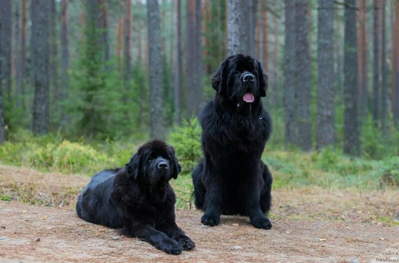Ньюфаундленд крым. Ньюфаундленд иран. Ньюфаундленд гладкошерстный. Ньюфаундленд собака. Ньюфаундленд иран.