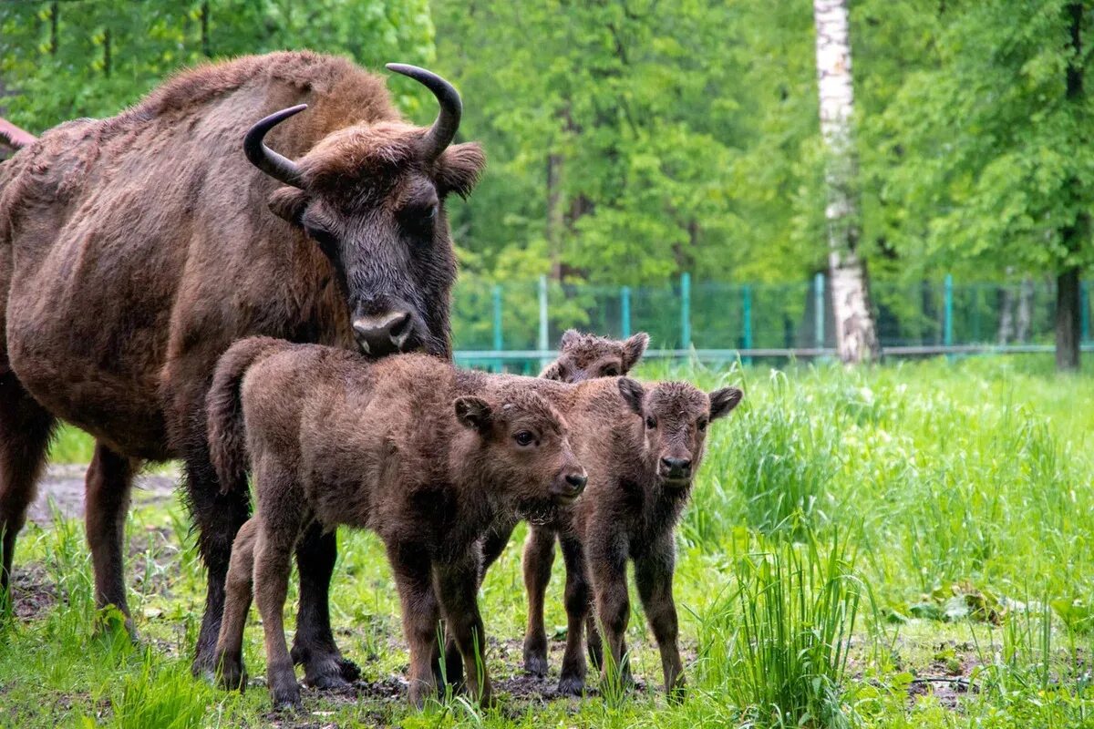 Приокско-террасный заповедник зубры. Приокско-террасный заповедник серпухов. Приокско-террасный заповедник зубры. Окско террасный заповедник. Зубр приокский.