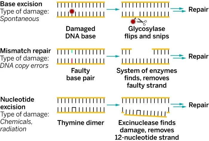 Системная перфузия. Эксцизионная репарация днк. P n mismatch. Access denied no enter. P n mismatch.