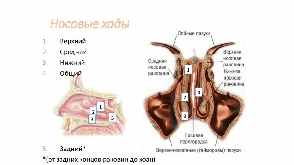 В верхний носовой ход открывается пазуха. Верхний носовой ход. В верхний носовой ход открываются пазухи. Нижний и средний носовой ход.