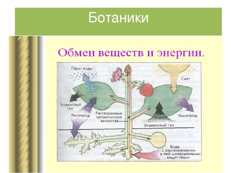 Обмен жизни и среда. Биология 6 класс схема по обмен веществ. Обмен веществ у растений. Схема обмена веществ. Схема обмена веществ у растений.