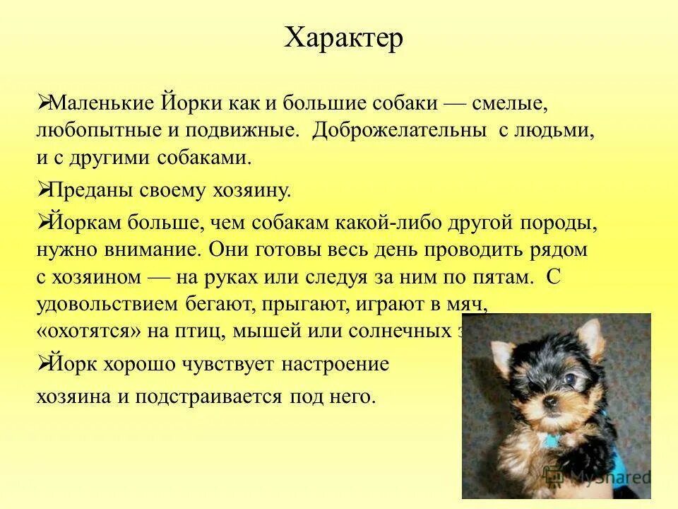 Доклад о домашнем питомце