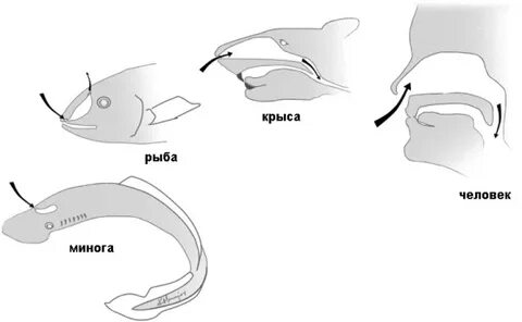 Мужчина рыбы крыса