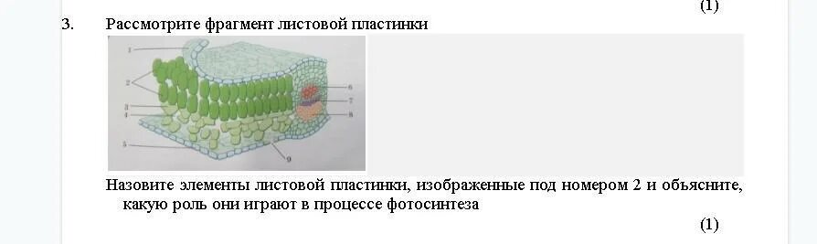 Какие клетки образуются листовую пластинку. Край листовой пластинки. Уменьшение листовой пластинки. Слизистый слой на поверхности листовых пластинок. Дыхание листовой пластины.