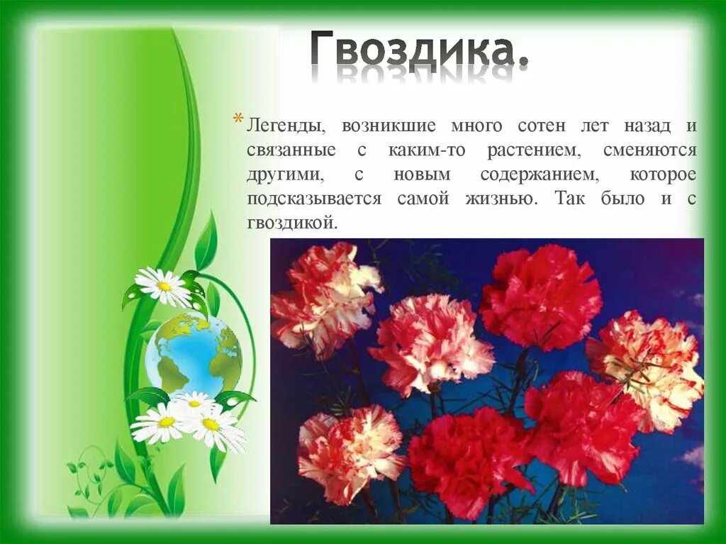 Гвоздика описание цветка для детей. Информация про гвоздику. Сообщение про гвоздику. Гвоздика на языке цветов. Стих гвоздики