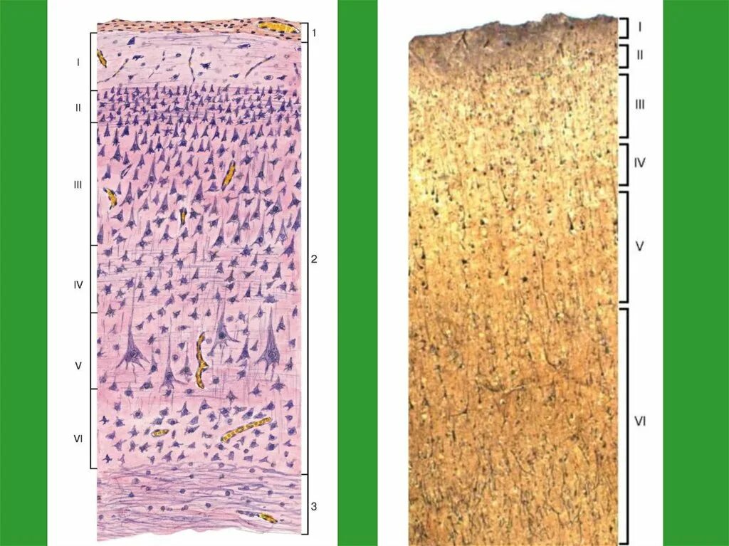 Слои клеток головного мозга. Слои коры головного мозга гистология. Строение коры головного мозга гистология.