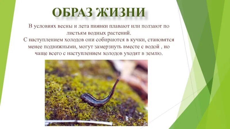 Медицинская пиявка гирудотерапия. Кольчатые черви пиявки строение. Тип кольчатые черви пиявки строение. Пиявки образ жизни. Малая ложноконская пиявка.