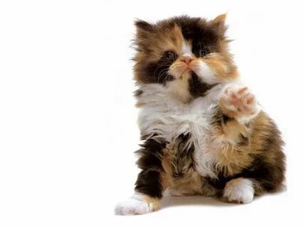 Кошка зовет котят