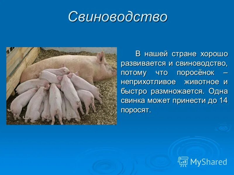 можно свиньям соль