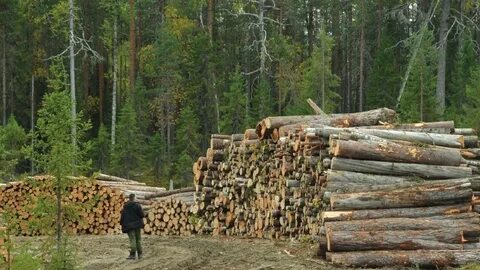 Жизнь и деятельность человека в тайге