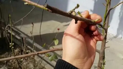 Абрикосы черенками