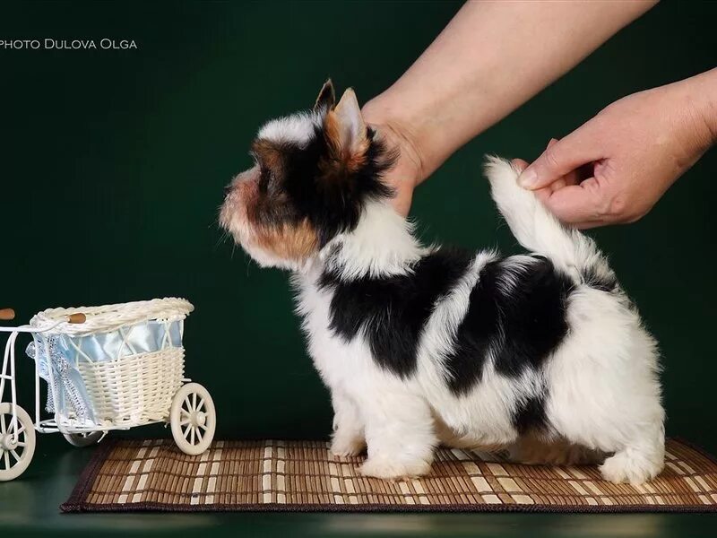 авито собаки сургут