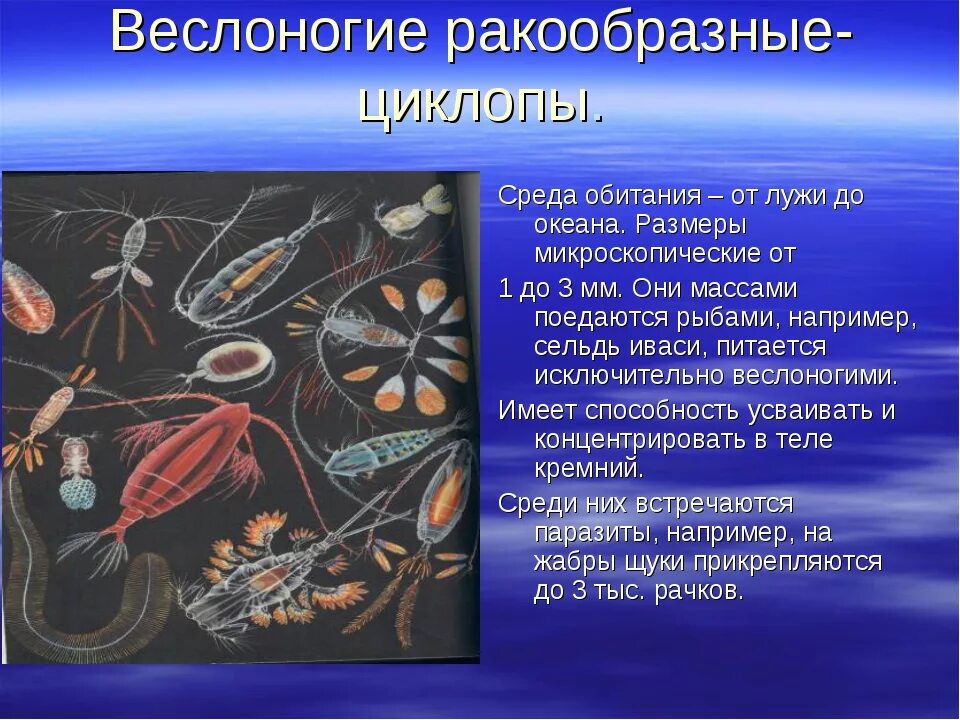 Отряд веслоногие ракообразные представители. Циклоп подкласс веслоногие. Веслоногие рачки паразиты. Веслоногие ракообразные. Образ жизни беспозвоночных