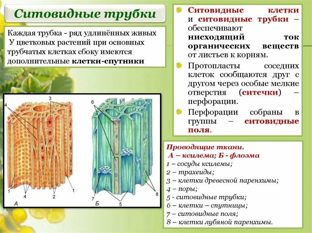 Какая часть у проводящей ткани. Особенности проводящей ткани растений ситовидные трубки. Ситовидные трубки это в биологии 6 класс. Проводящие ткани ситовидные трубки. Ситовидные трубки ткань.