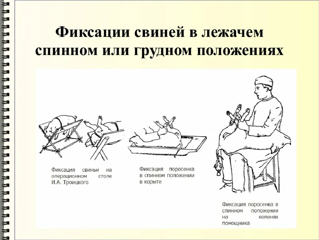 Фиксация определенного положения которое занимает. Методы фиксации свиней. фиксация в спинном положении. фиксация свиней в лежачем положении. методы фиксации повал свиньи.