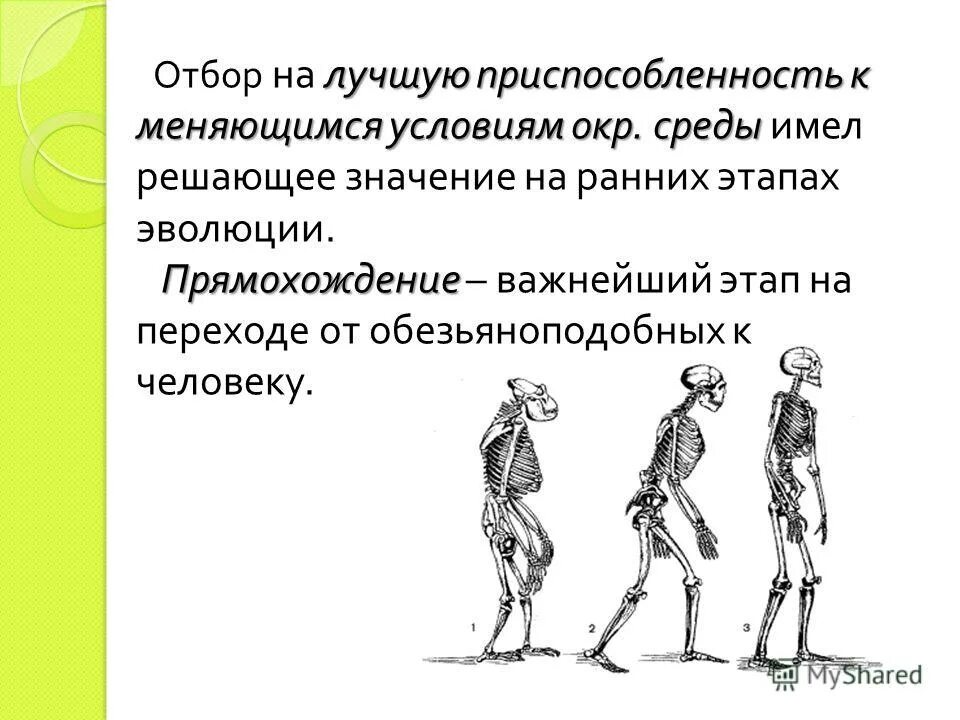 Один из признаков прямохождения современного человека