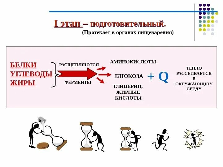 1 Этап подготовительный энергетического обмена. Подготовительный этап энергетического обмена схема. Подготовительная фаза энергетического обмена. Схема стадий энергетического обмена. Подготовительный этап белков