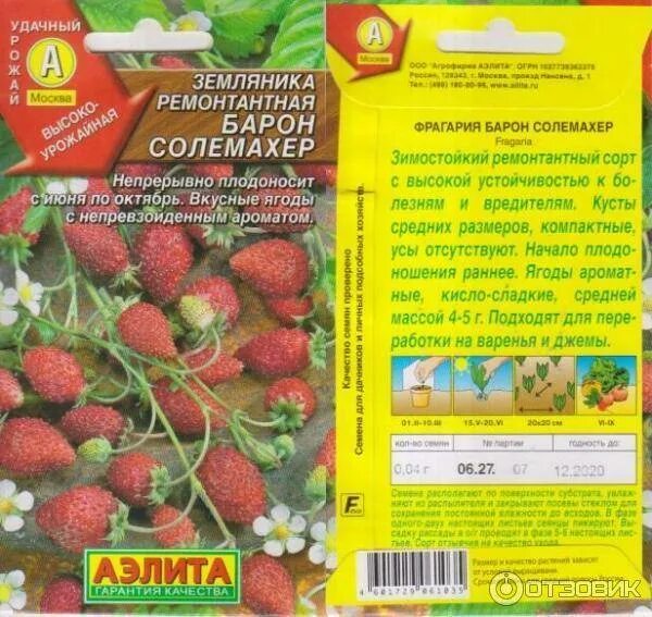 Клубника солемахер описание. Земляника барон солемахер. Земляника барон солемахер. Земляника садовая барон солемахер. Солемахер земляника ремонтантная.