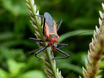 Aut bugs