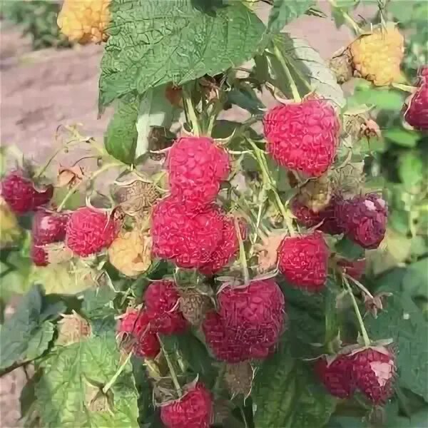 Кфх растение плодовое. Кфх фруктовый. Нектарин биг банг. Плодовый питомник краснодарского края кфк фруктовый сад-. Кфх фруктовый.