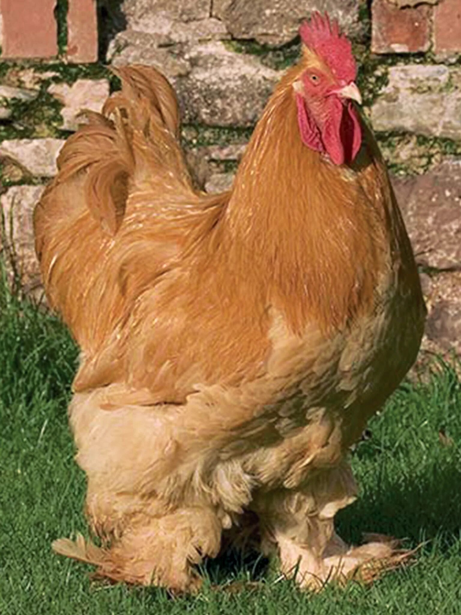 Падуан курчавый. Падуан шамоа куры. Карликовый падуан. Какие есть курочки. Виандот золотой.