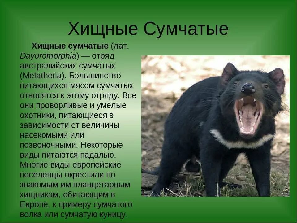 Сообщение о млекопитающих 7 класс по биологии. Отряд хищные сумчатые. отряды сумчатых млекопитающих. сумчатые млекопитающие биология 7 класс. сумчатые животные презентация.