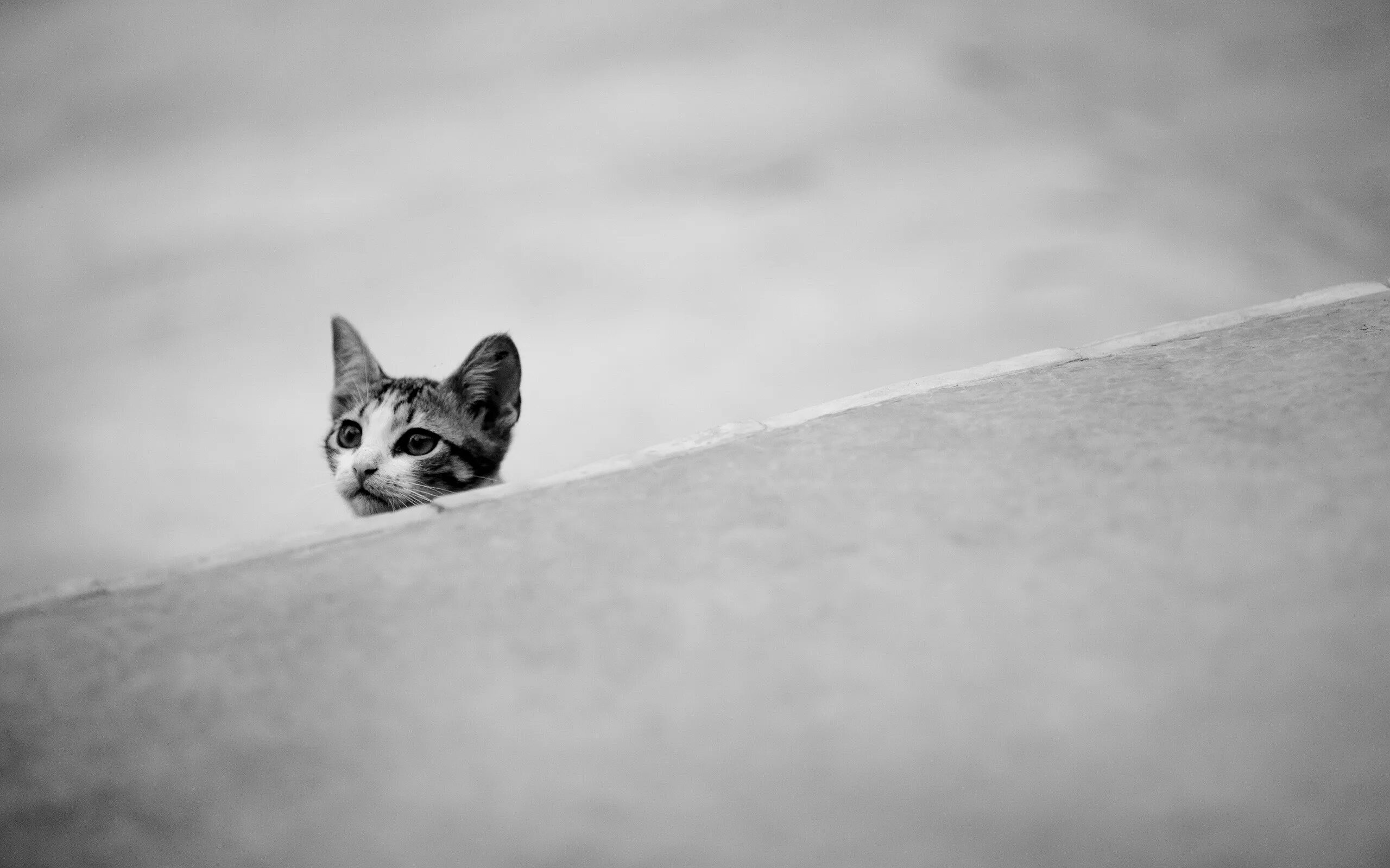 Обои белые кот. Котенок минимализм. минимализм коты черно белые. кот минимализм черно белый. животные черно белый минимализм.