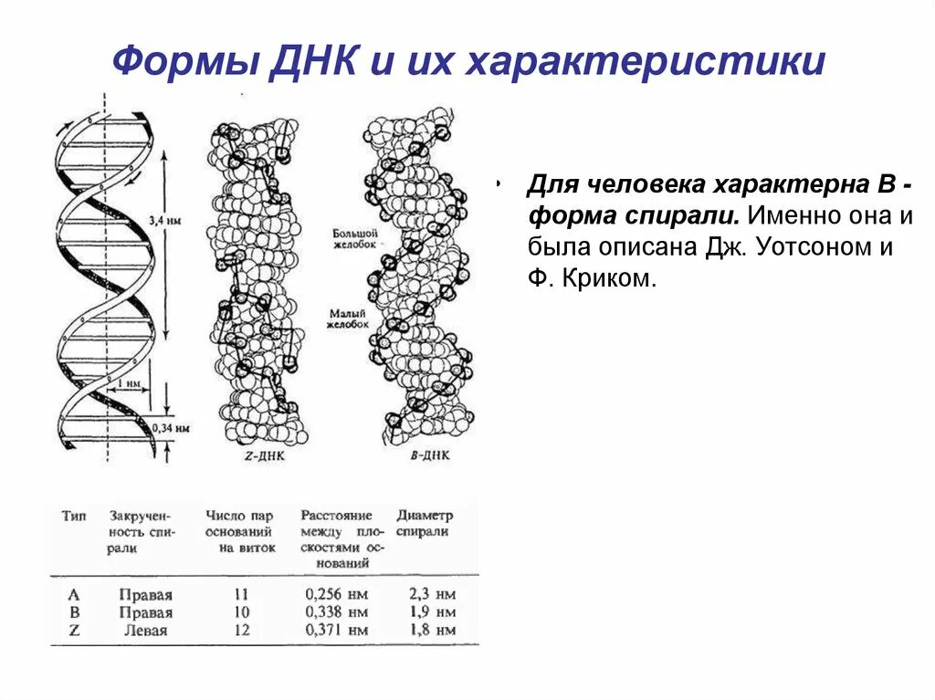 В двухцепочечной молекуле днк насчитывается 4998. Модель структуры днк по уотсону и крику. модель днк дж уотсона и ф крика. строение днк модель уотсона крика. схема строения днк по уотсону и крику.