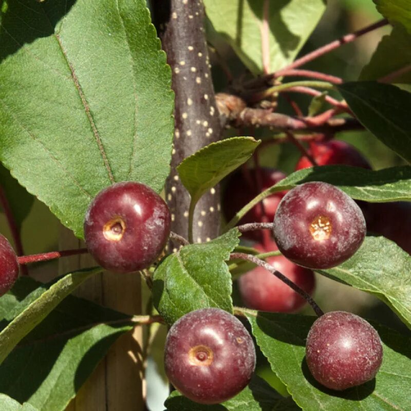 Яблоня Malus ‘Liset’. Яблоня декоративная Хелена. Яблоня `лизет`, Malus `Liset`. Яблоня "роялти" - Malus "Royalty". Яблоня хелена декоративная