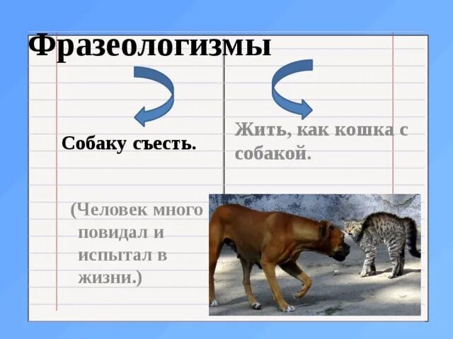 Что означает слово собака. Фразеологизмы про собаку. Фразеологизм к слову собака. Фразиологизмыпро собаку. Фразеологизмы со словом собака.