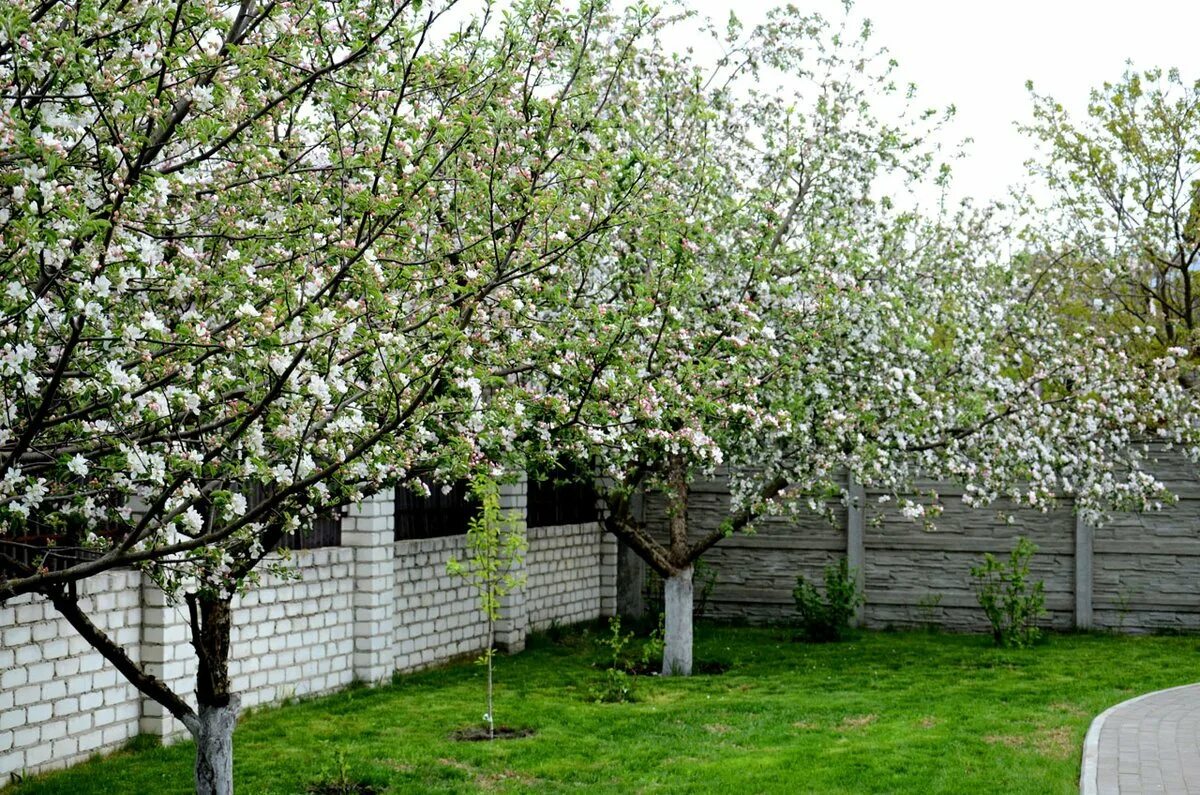 Перед вишневым садом. Груша Пальметта. Шпалерные плодовые деревья. Шпалерные яблоневые сады. Яблоня Антоновка цветение.