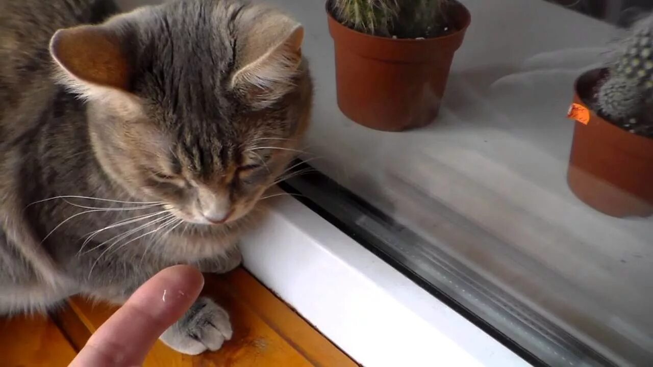 Какой запах не любят коты. Кошка боится запаха. звуки раздражающие кошек и котов. видео чего боятся кошки. фото кошка боится запаха.