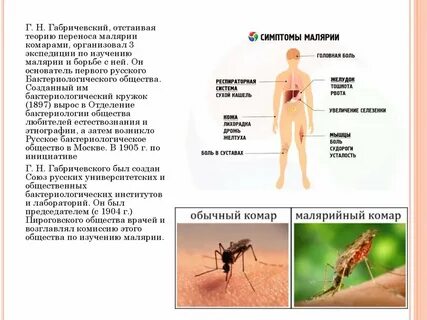 Таксоны малярийного комара систематические