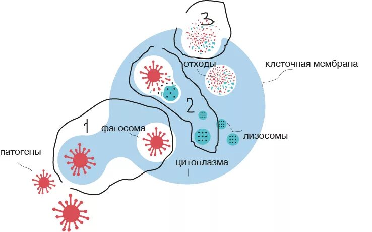 Фагосома это кратко. Guide +degradation. Эндосома фагосома. Фагоцитоз. Образование фагосомы.