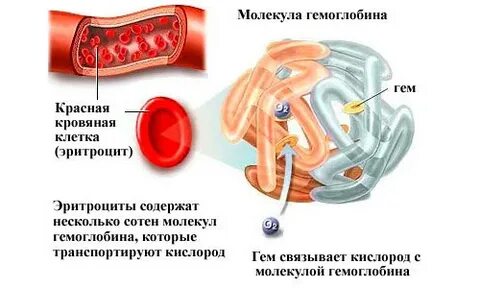 К какому уровню относится гемоглобин