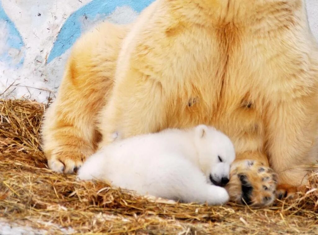 Сонник медведь к чему снится женщине. Белый Медвежонок спит. Медвежонок спит. Белый медведь во сне. Медведь с медвежонком во сне.