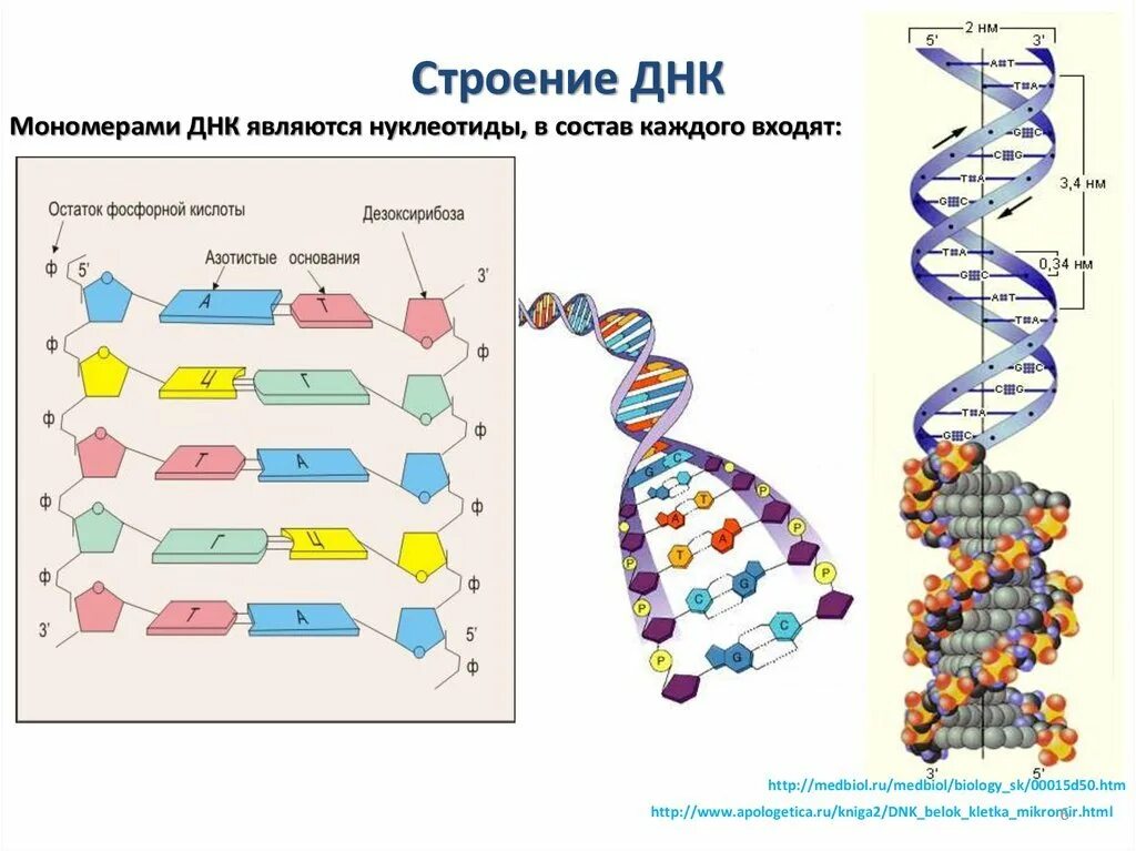 Какого структура днк. Структура молекулы ДНК. Строение нуклеотида молекулы ДНК. Молекула ДНК структура нуклеотиды. Схема мономера ДНК.
