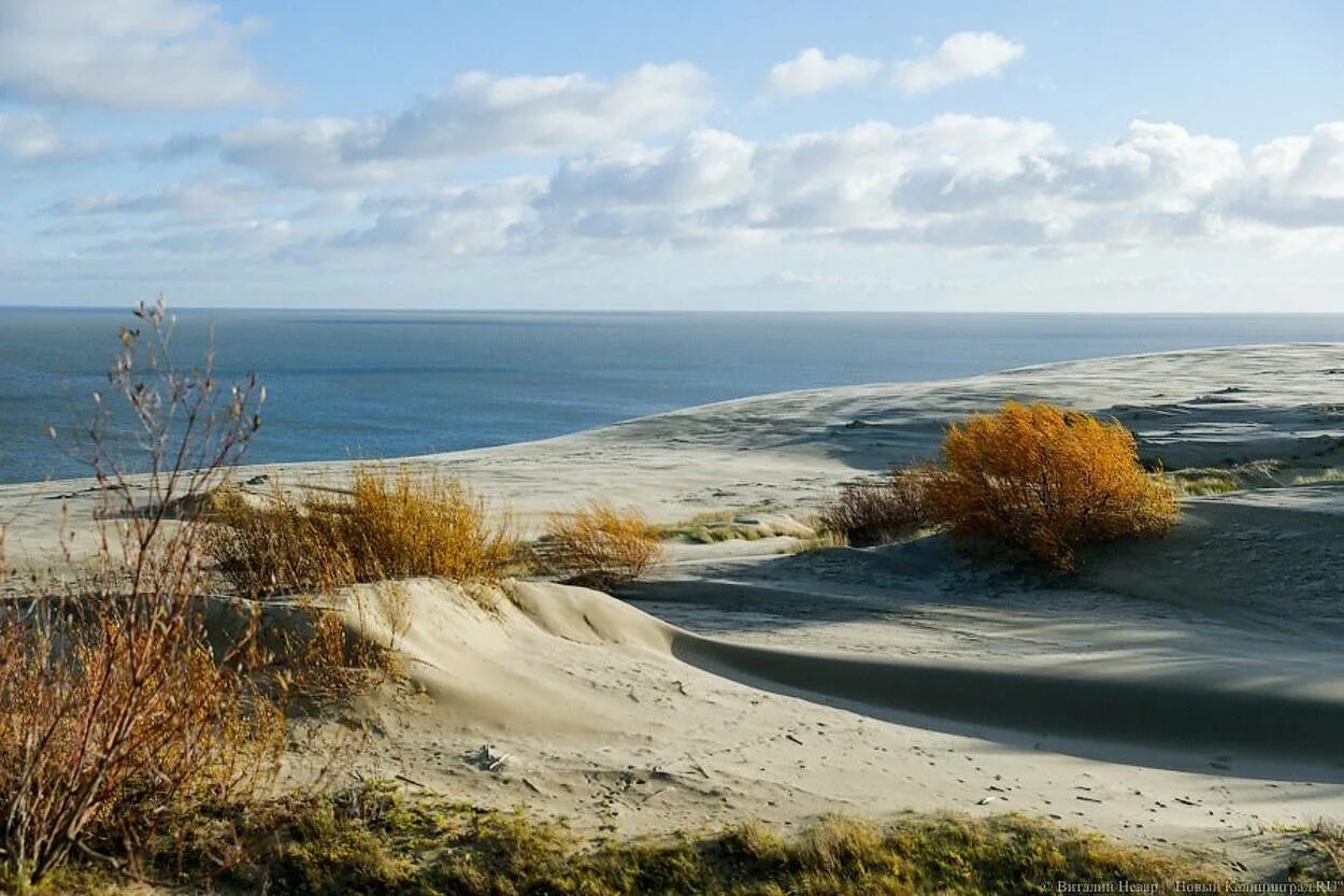 Куршская коса Калининград. Балтийское море Куршская коса. Калининград море Куршская коса. Дюны Калининград Куршская коса.