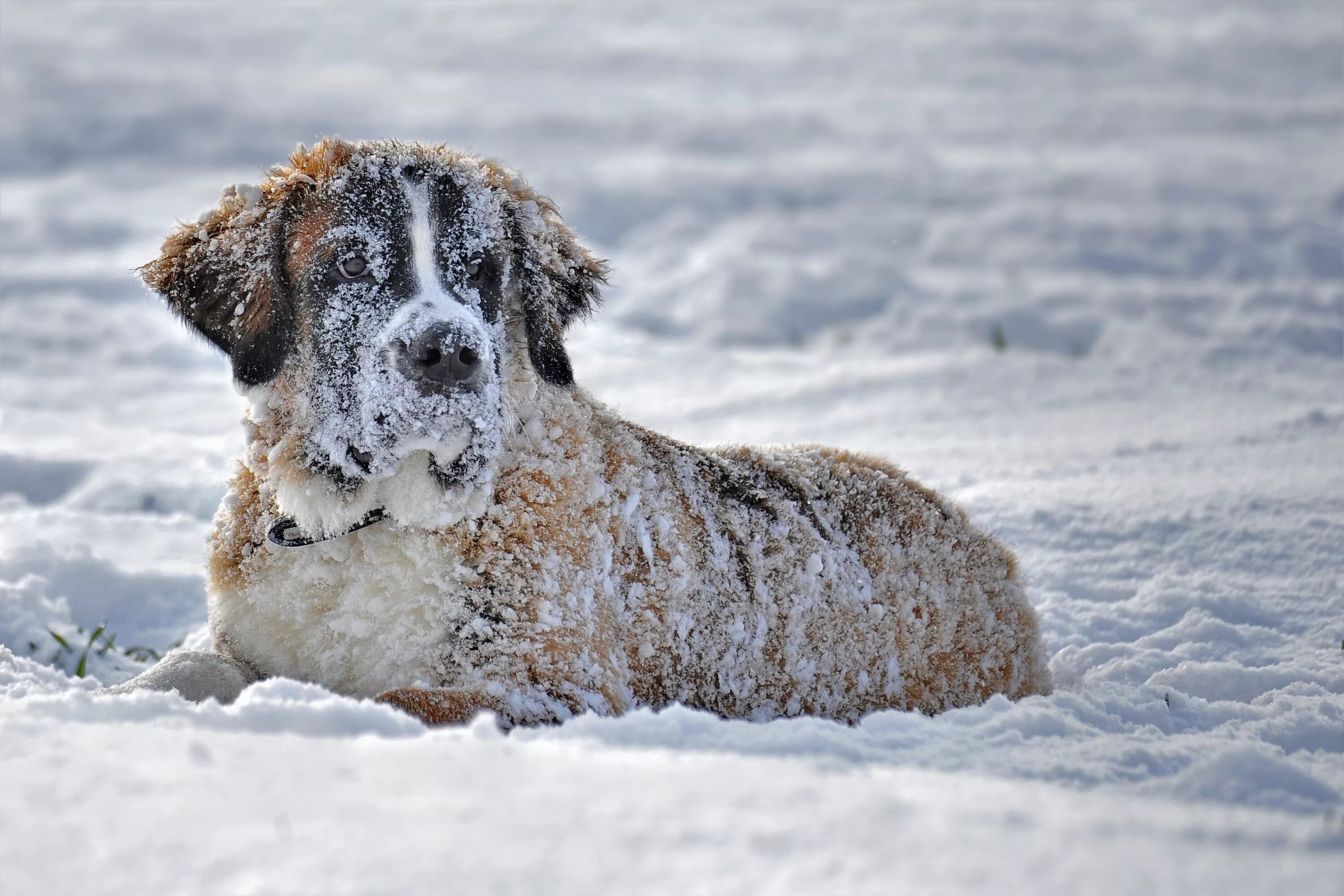 Собака снежок. Собачка в снегу. Собака зимой. Щенок и снег.