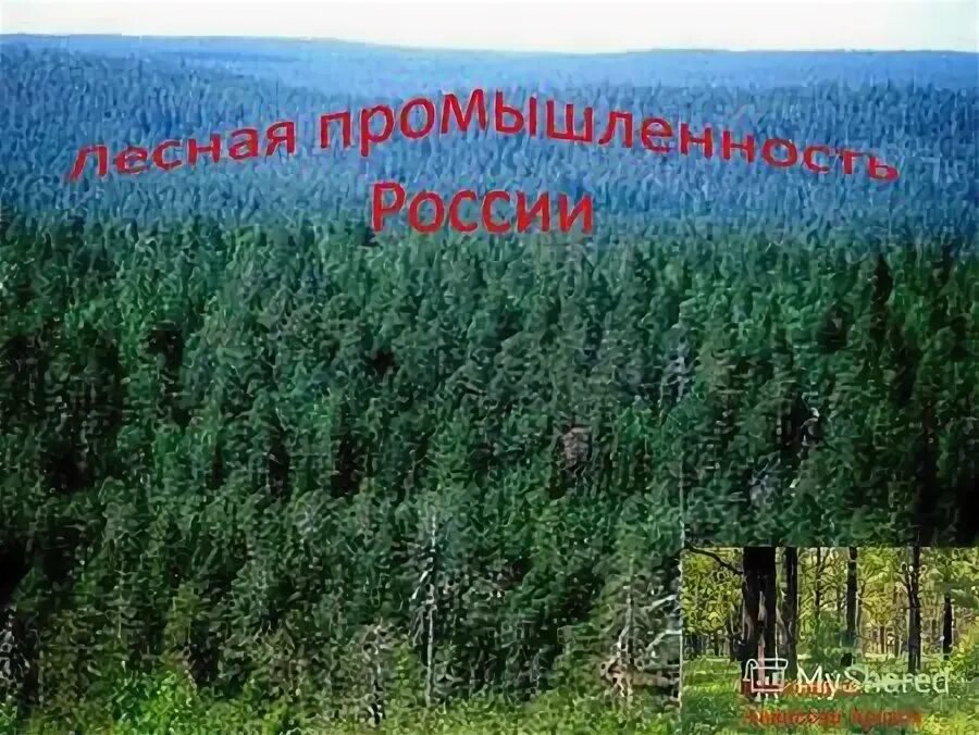 Леса половина территории россии