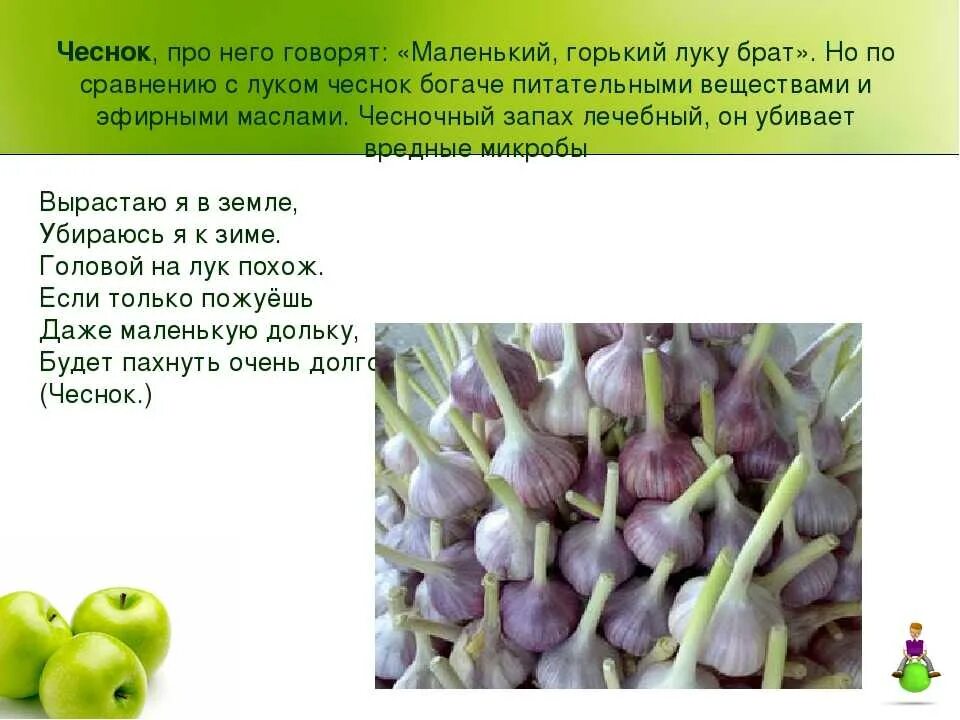 Чеснок утром польза. Чеснок презентация. Загадка про чеснок. Чеснок презентация для детей. Информация о чесноке.